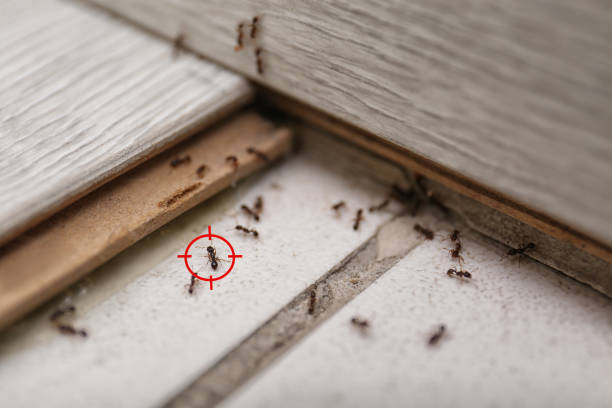Best Pest Prevention Services  in Springfield, FL