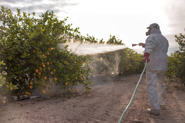 Best Pest Control Near Me  in Springfield, FL