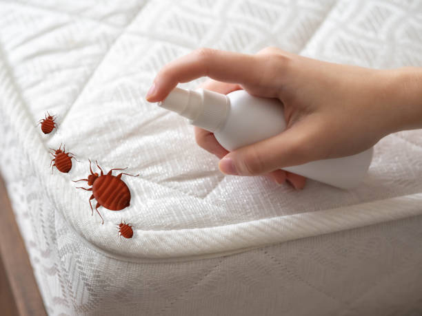 Best Affordable Pest Control Services  in Springfield, FL