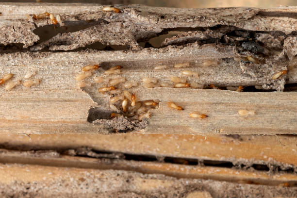 Best Flea Control Services  in Springfield, FL