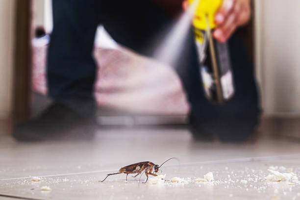 Best Affordable Pest Control Services  in Springfield, FL