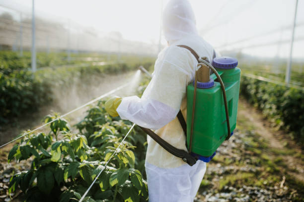 Best Termite Control Services  in Springfield, FL